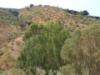 Photo of Farm/Ranch For sale in colmenar, malaga, Spain