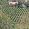 Photo of Farm/Ranch For sale in Castiglione di Sicilia, Catania, Italy