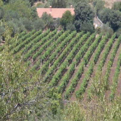 Farm/Ranch For sale in Castiglione di Sicilia, Catania, Italy