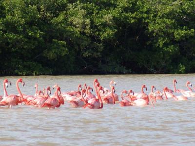 Lots/Land For sale in Celestun, Yucatan, Mexico