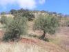 Photo of Farm/Ranch For sale in malaga, malaga, Spain