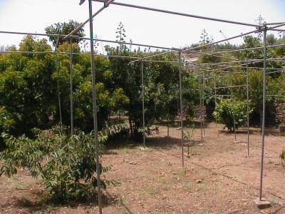 Farm/Ranch For sale in ingenio, gran canaria, Spain - severo ochoa